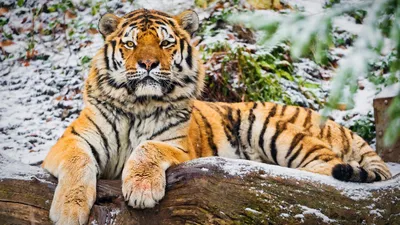 Крадущийся белый тигр белый тигр с…» — создано в Шедевруме