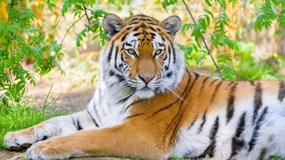 Фото Сибирский тигр в профиль