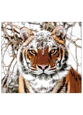 Сибирский тигр (PANTHERA TIGRIS ALTAICA) стоковое фото ©wrangel 106362720
