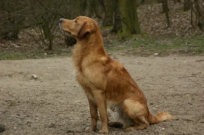 Сидящая добрая собака породы …» — создано в Шедевруме