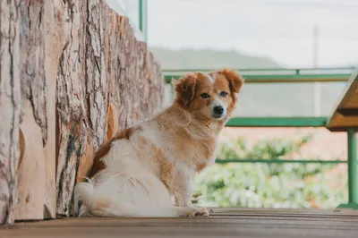 Собака, Сидящая Стоковые Фотографии | FreeImages