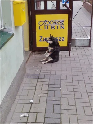 портрет собаки, сидящей на земле и смотрящей издали Стоковое Фото -  изображение насчитывающей собач, шикарно: 224821256