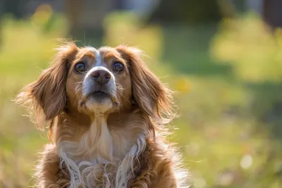 Собака-хулиганка, сидящая в парке Стоковое Фото - изображение насчитывающей  фото, день: 271548928