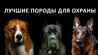 Сильные собаки (47 фото)
