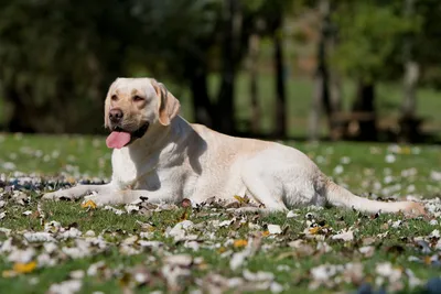 Топ-10 самых сильных пород собак - Питомцы Mail.ru