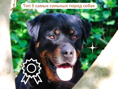 Породы сильных собак (60 фото) - картинки sobakovod.club