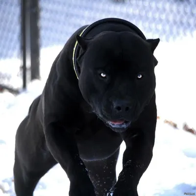 Самая сильная собака в мире - 62 фото