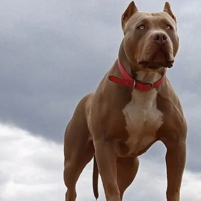 Самые сильные собаки в мире: Топ-10 мощных пород