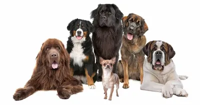 Названы лучшие породы собак для охраны дачи - В регионе - РИАМО в Королеве