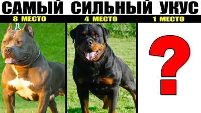 5 самых сильных собак в мире