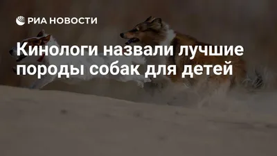 Лучшие породы собак для квартиры: рейтинг топ-10 по версии КП