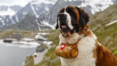 Собаки из приютов, спасенные сильными мира сего - Питомцы Mail.ru