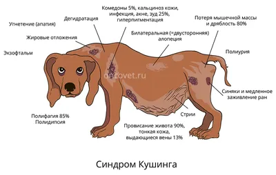 Синдром кушинга у собак фото фотографии