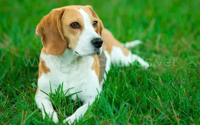 ВЕТОРИЛ 60мг препарат для лечения синдрома Кушинга у собак, 30 капсул,  Vetoryl