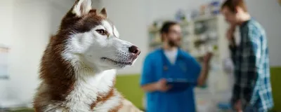 Диагностика синдрома Кушинга у собаки: Важные этапы! 💡🐾 Синдром Кушинга…  | Синдром Кушинга у собак | Веторил из Англии | Дзен