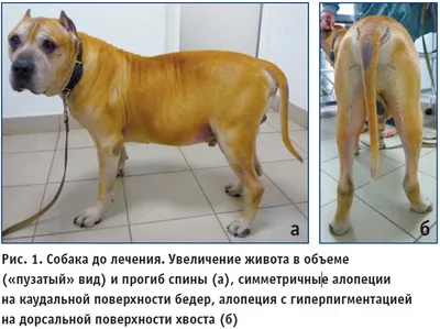 Применение лучевой терапии при макроопухоли гипофиза у собаки с синдромом  Кушинга — ИРСО