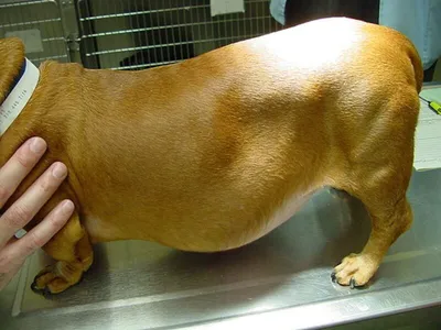 Синдром Кушинга у собак: все о болезни, симптомах, лечении и диагностике