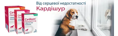 УЗИ надпочечников и синдром Кушинга у собак. | ЛайфВет