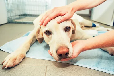 Веторил для лечения болезни Кушинга у собак | zoohub