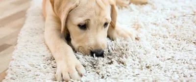 Синдром Кушинга у собаки #собака #животные #ветеринар | TikTok