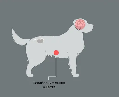 Синдром Кушинга у собак или... - Eliit Loomakliinik | Facebook