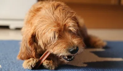 Синдром Кушинга у собак — эндокринная патология, которая сопровождается  увеличением концентрации гормона кортизола в крови. Есть три… | Instagram