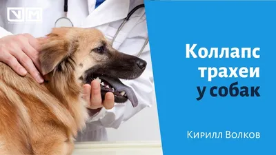 Болезни надпочечников у собак - Syndrome-Kushinga