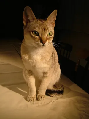 Сингапурская кошка — Википедия