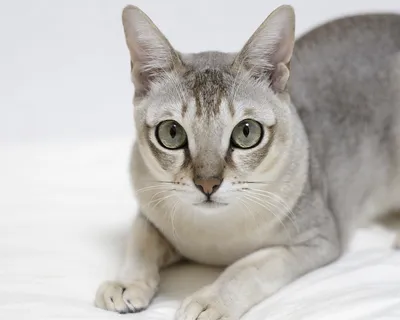 Сингапурская кошка - это очень любознательна и умная порода. Описание, фото  и отзывы о породе сингапура.