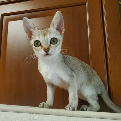 Порода кошек сингапура - Кот, пёс и я