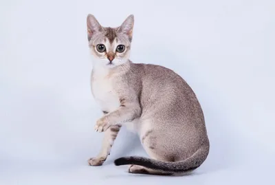 пропал кот Лёня сингапур - Пропавшие кошки и коты Москвы