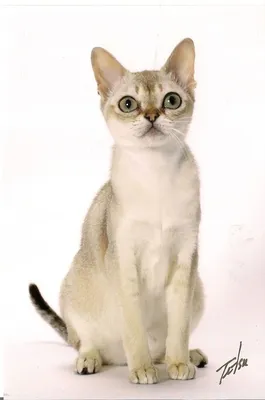 Котята/Kittens — SingaRUS
