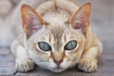 Сингапурская кошка (Сингапура) / Singapura Cat - PetsPoint.ru