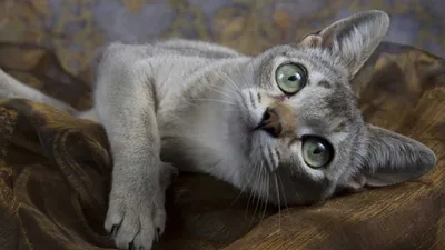 Стоковая фотография 1221852484: Portrait Golden British Kitten Who Washes |  Shutterstock