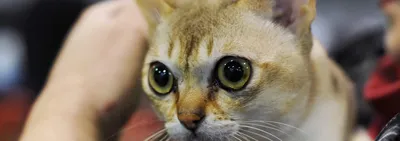 Стрижка кошек - фото и виды причесок
