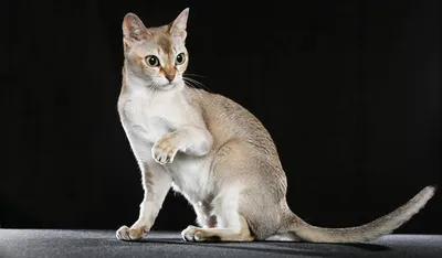 Сингапурский Кот рассказывает о себе | Мир Зверушек | Дзен