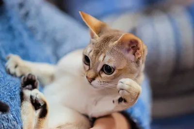 Сингапурская порода кошек – характер и описание | Hill's