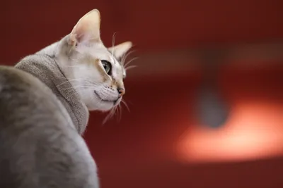 Голдобина Инна - Goldi cattery питомник британских кошек.... | Facebook