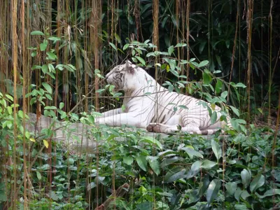 Сингапур: памятник у реки самым маленьким кошкам - РУКИ-В-БОКИ