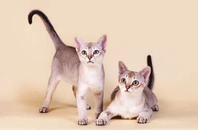 Кошки наши друзья: Сингапурская кошка | Домашняя флора и фауна | Дзен