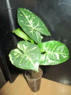 Syngonium Podophyllum Panda | Fat plants, Exotic plants, Indoor plants