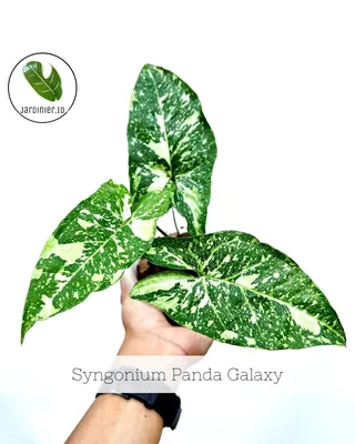 Much.greens - Syngonium Panda Galaxy | Facebook