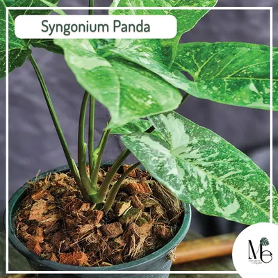 Syngonium 'Panda' – GROW TROPICALS