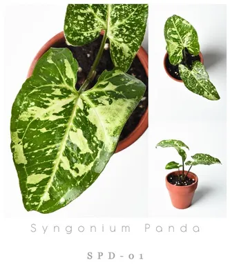 Green and White Specked Color Leaf of Syngonium Panda Stock Photo - Image  of bright, green: 275930012