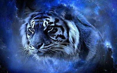 Голубой тигр обои - 68 фото