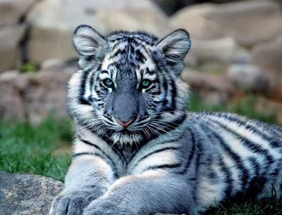 Голубой тигр - 74 фото