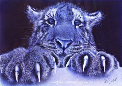 Фото Tiger blue pen drawing / Синий тигр рисунок шариковой ручкой, by  22Zitty22