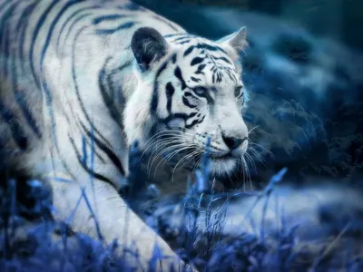 Тигр кобальт синий дикая природа земное животное, тигр, синий,  млекопитающее, животные png | PNGWing
