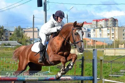 Лошади и дети: польза верховой езды для ребенка | Новости GoProtect.ru