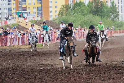 Катание на лошадях в Москве - Конный клуб «Сивка»